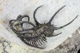 Ceratarges, Morocops & Gerastos Trilobite Plate #108697-17